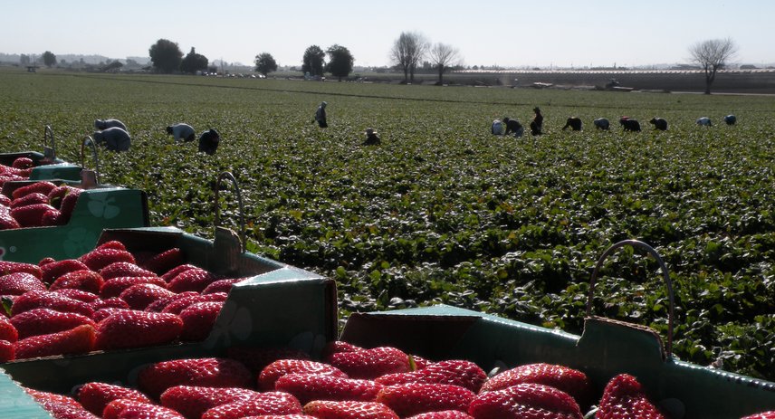 Covid 19 And Farm Workers Challenges Facing California Agriculture Giannini Foundation Of Agricultural Economics